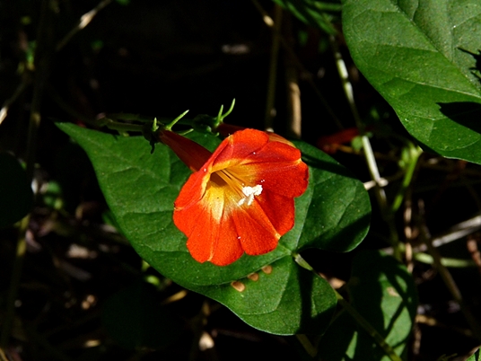 {Ipomoea coccinea}